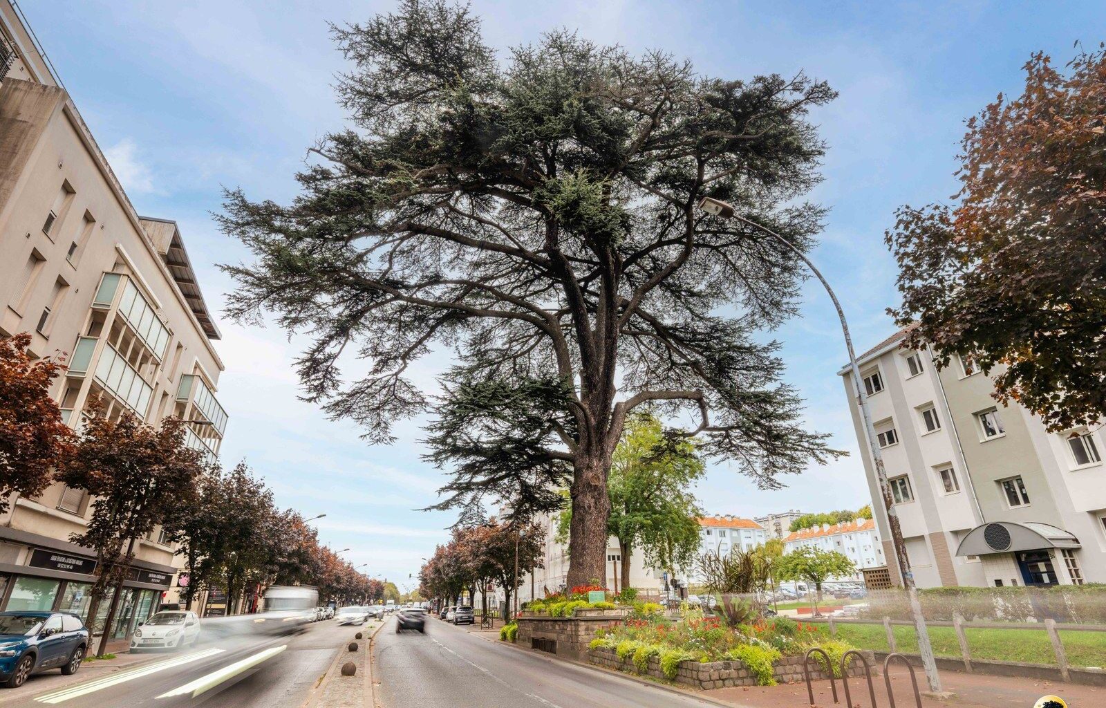 Arbre de l'année : l'Île-de-France a son fier représentant