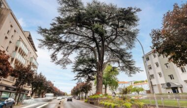 Arbre de l'année : l'Île-de-France a son fier représentant