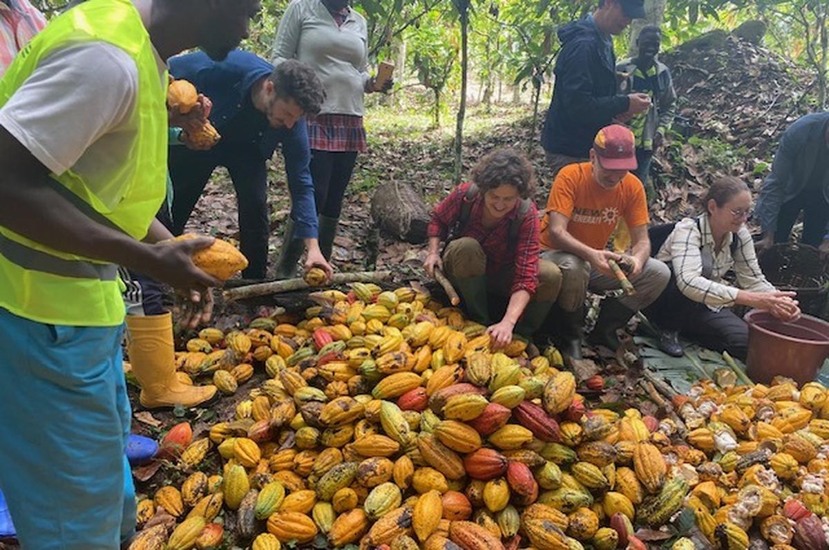 Des cabosses sont extraites les fèves de cacao.