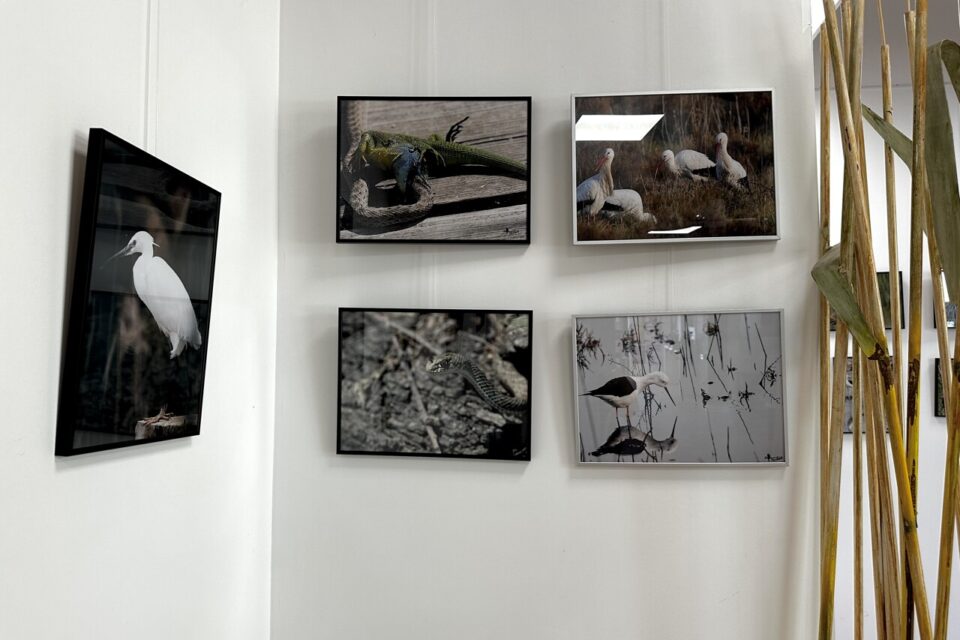 22 clichés sont à découvrir.