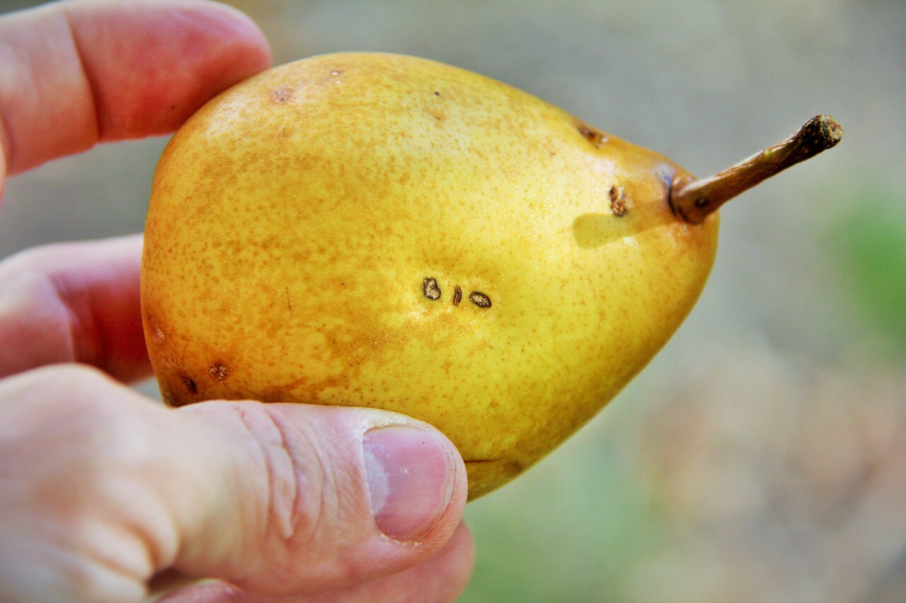 L'Occitanie en force dans ce salon professionnel à Paris et c'est bien naturel