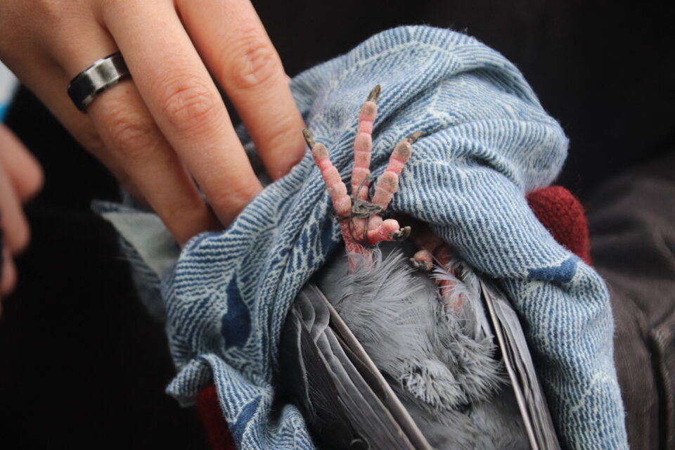 Les fils s'enroulent entre les doigts des pigeons et peuvent causer des nécroses.