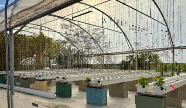 © Aletheia Press / A.Schütz - L'agriculture tente de se réimplanter en ville, y compris sur des surfaces artificialisée, sans terre ni sol, comme à Montpellier.