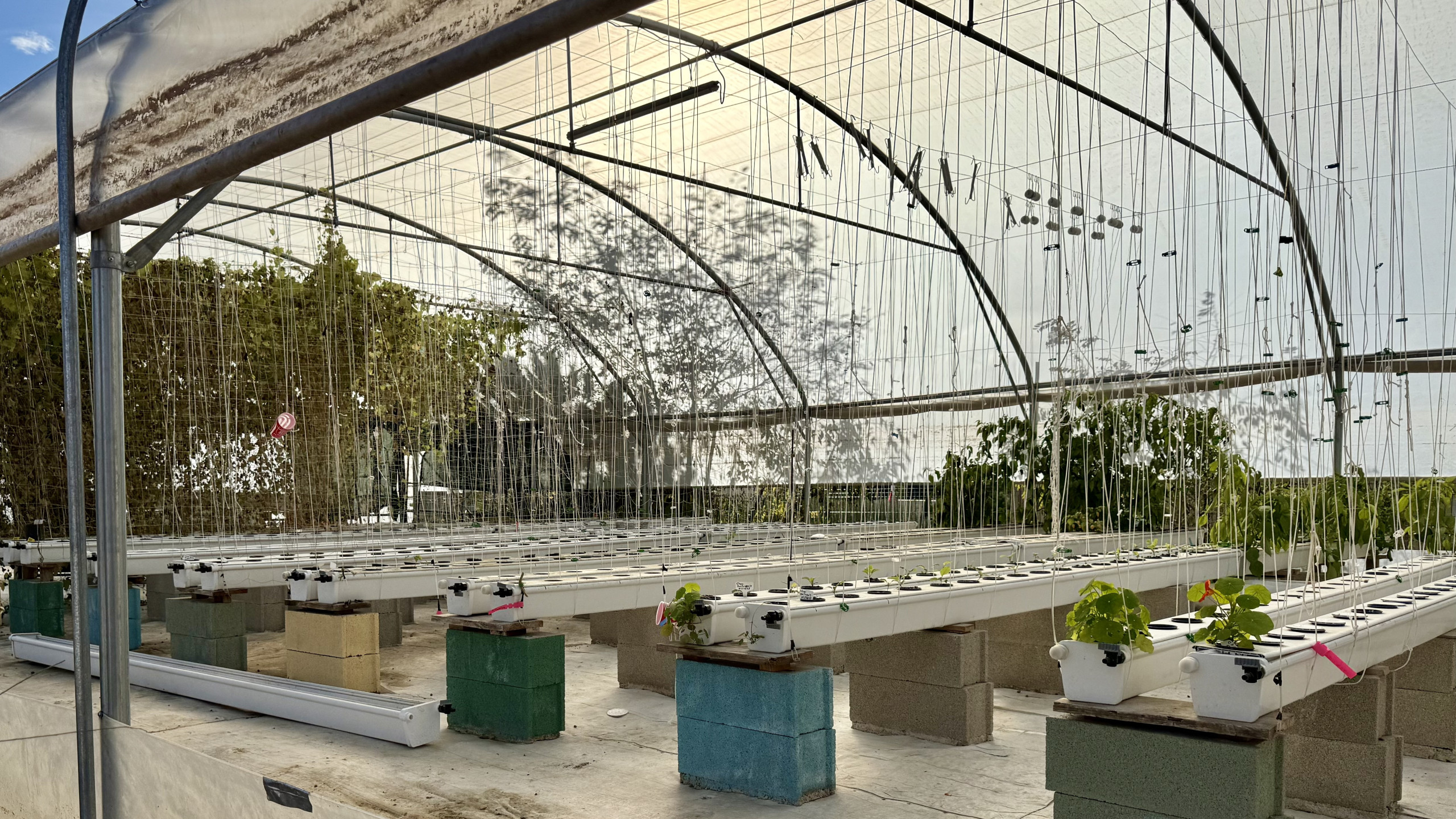 © Aletheia Press / A.Schütz - L'agriculture tente de se réimplanter en ville, y compris sur des surfaces artificialisée, sans terre ni sol, comme à Montpellier.