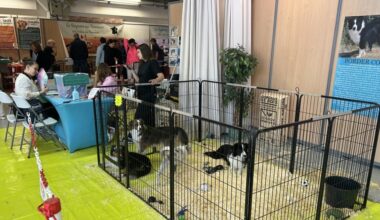 Après plusieurs décès de chiots, le salon animalier en passe d'être annulé à Aubagne et Marseille