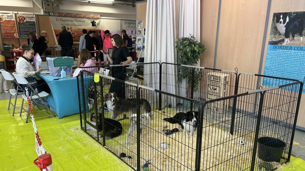Après plusieurs décès de chiots, le salon animalier en passe d'être annulé à Aubagne et Marseille