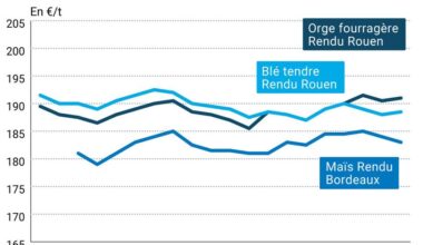 COTidienne | Marché des céréales du 20 novembre 2025 - Le plan de paix en Ukraine proposé par les États-Unis pèse sur les prix des céréales