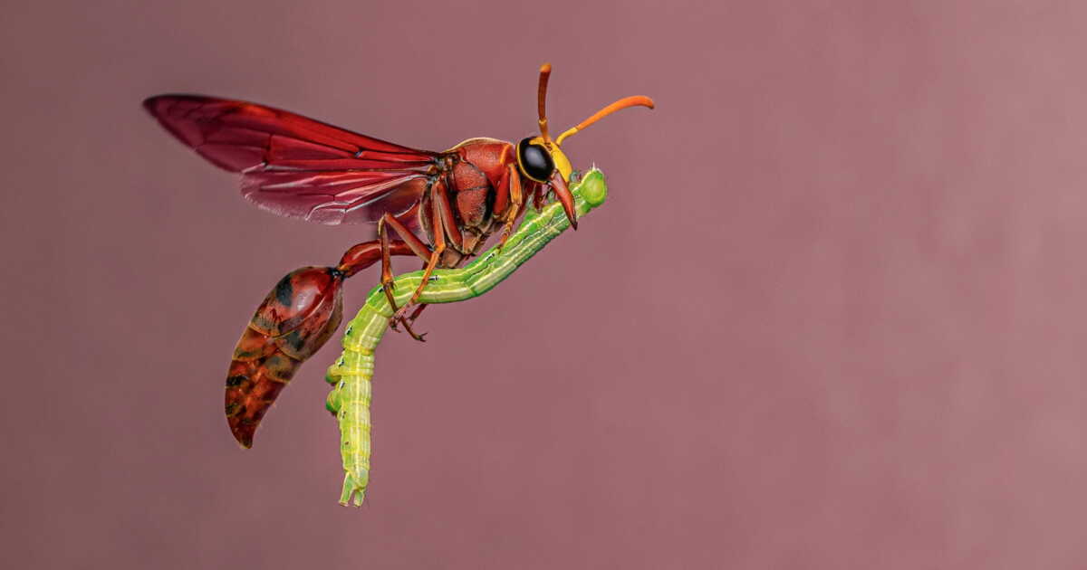 Les clichés hauts en couleurs du Wildlife Photographer of the Year 2025