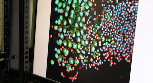 [Vidéo] Décoder la lumière cachée des tissus vivants | ECHOSCIENCES