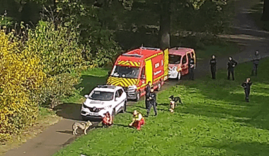 Près de Lyon. Un loup capturé par les pompiers dans ce parc bien connu ? Ce que l'on sait