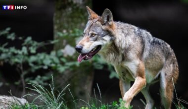 Un loup solitaire observé aux portes de Paris