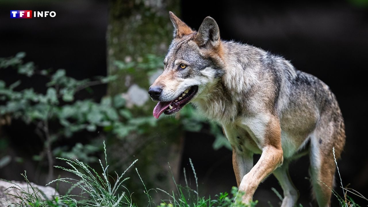 Un loup solitaire observé aux portes de Paris