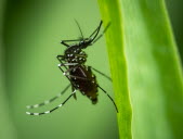 Moustique tigre. Photo Adobe Stock