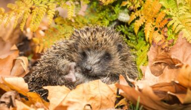 L’outil utilisé le week-end est l’ennemi des hérissons et des stars