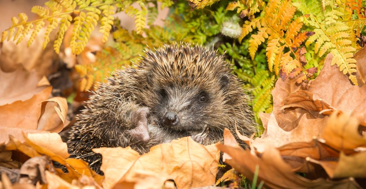 L’outil utilisé le week-end est l’ennemi des hérissons et des stars