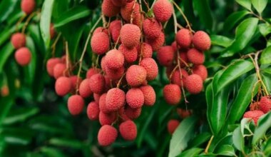 la filière litchi se tourne vers l'Asie et les USA avec la fin du monopole de la Sodiat
