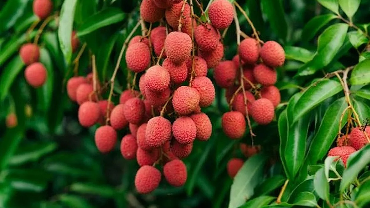 la filière litchi se tourne vers l'Asie et les USA avec la fin du monopole de la Sodiat