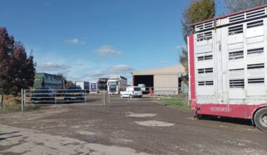 En pleine crise sanitaire, des agriculteurs découvrent des camions étrangers remplis de bovins en Gironde