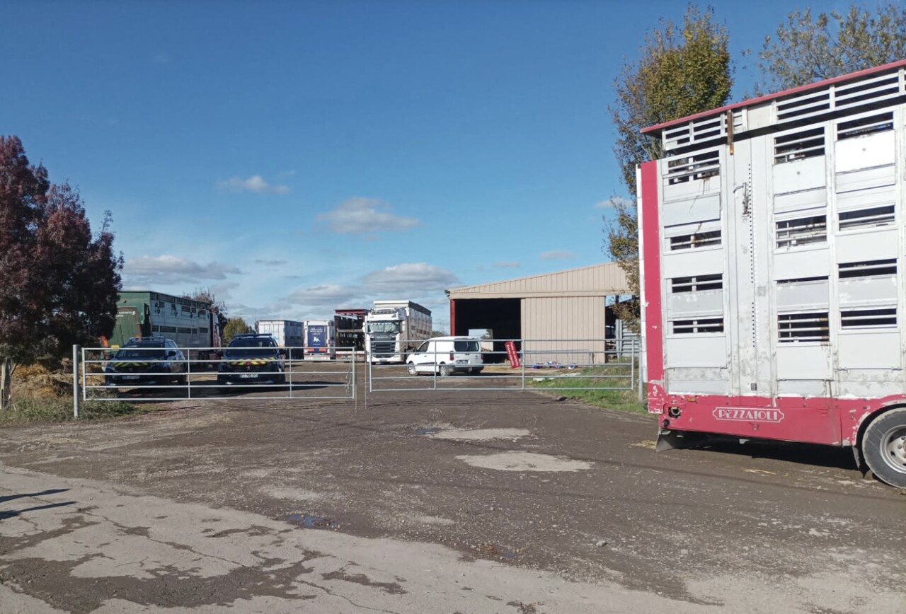 En pleine crise sanitaire, des agriculteurs découvrent des camions étrangers remplis de bovins en Gironde