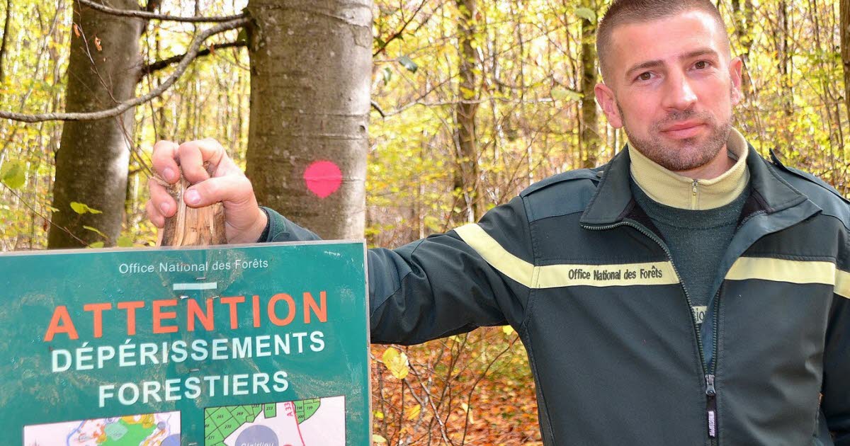 l’ONF relance l’abattage des arbres dépérissants pour sécuriser la lisière sud