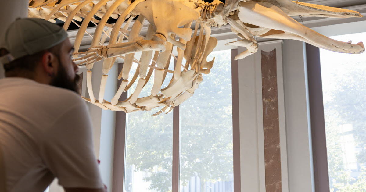 Strasbourg. Au conseil municipal, les orientations budgétaires avec les élections dans le viseur