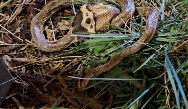 Nancy. Un reptile exotique découvert dans un massif végétalisé du centre-ville
