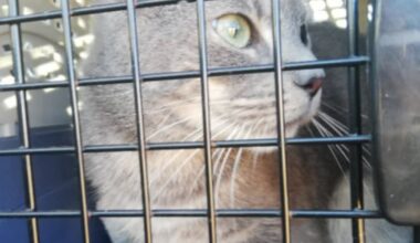 Loire. Disparu à Lyon, un chat retrouvé à 40 km : « Je pense qu’il a pris le train »