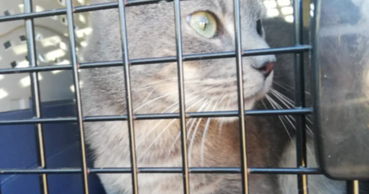 Loire. Disparu à Lyon, un chat retrouvé à 40 km : « Je pense qu’il a pris le train »