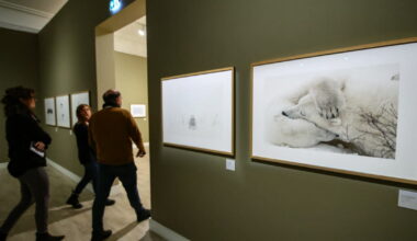 Strasbourg. Au Musée des beaux-arts, le souffle de la nature et les animaux sauvages de Vincent Munier