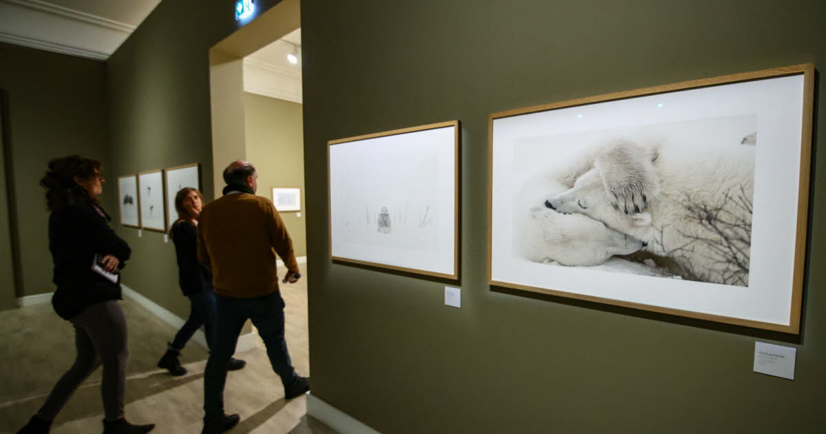 Strasbourg. Au Musée des beaux-arts, le souffle de la nature et les animaux sauvages de Vincent Munier