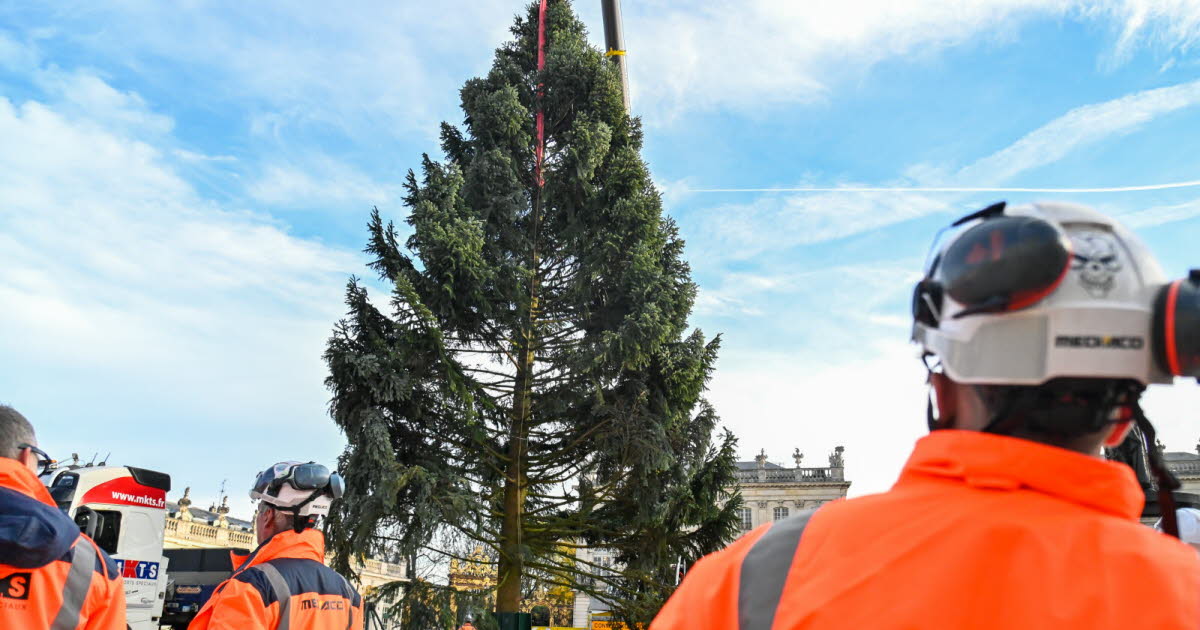 Nancy. Le grand sapin installé place Stanislas, place aux décorations en attendant les fêtes