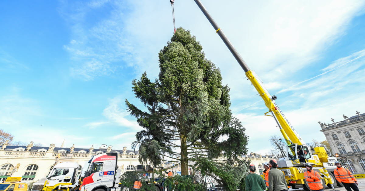 Nancy. Le sapin de la place Stanislas retrouve de la hauteur après la version « naine » de 2024