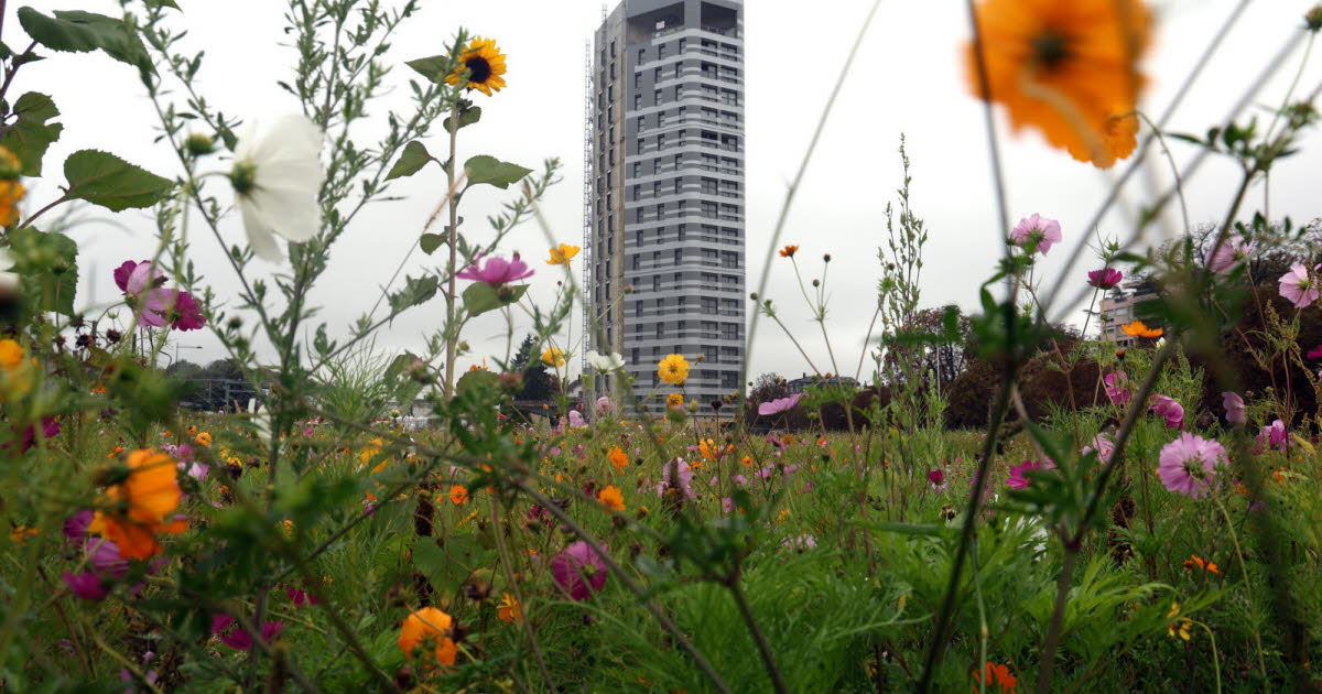 Mulhouse. Le promoteur en liquidation, le chantier de la tour Elithis arrêté