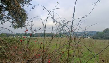 les deux maires disent non à la chaufferie au bois