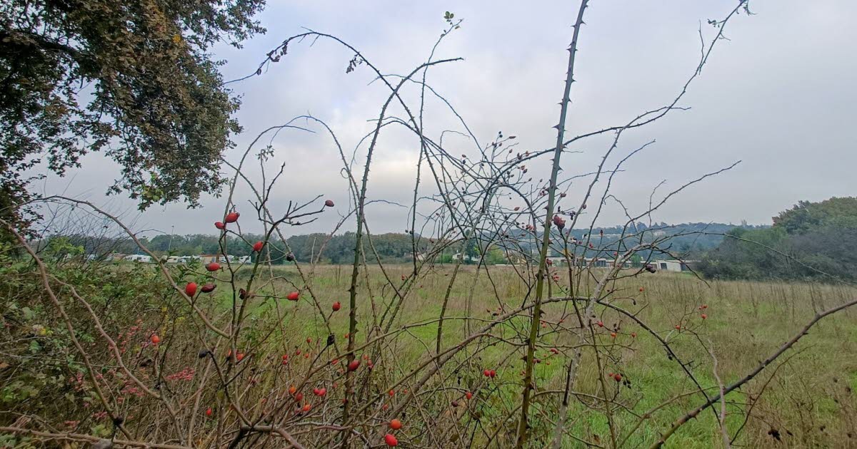 les deux maires disent non à la chaufferie au bois