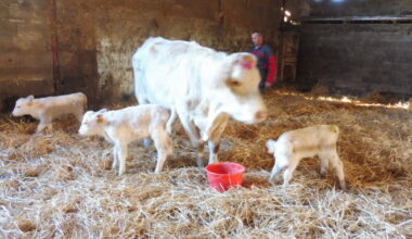 Velaine-sous-Amance. Des naissances exceptionnelles à la ferme de Bouge
