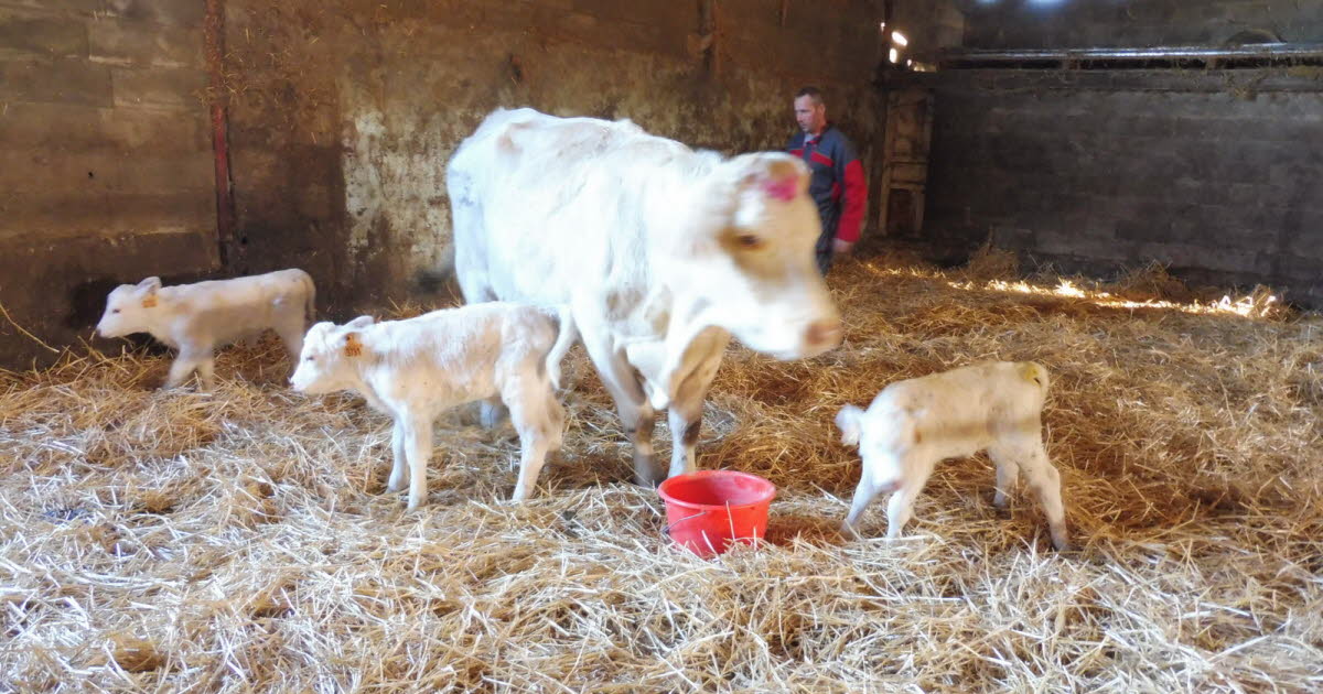 Velaine-sous-Amance. Des naissances exceptionnelles à la ferme de Bouge