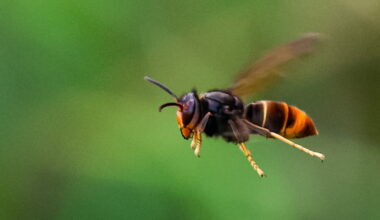 Vite dit. Lutte contre le frelon asiatique : Maurer appelle Barseghian à plus de réactivité
