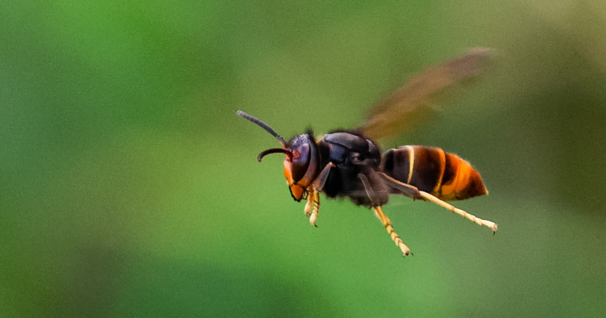 Vite dit. Lutte contre le frelon asiatique : Maurer appelle Barseghian à plus de réactivité