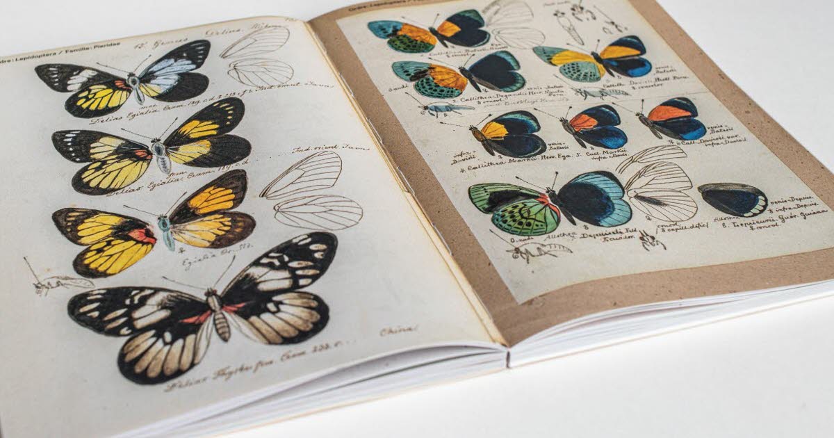 Krutenau. Le Musée zoologique et l’entomologie s’invitent à L’Oiseau rare