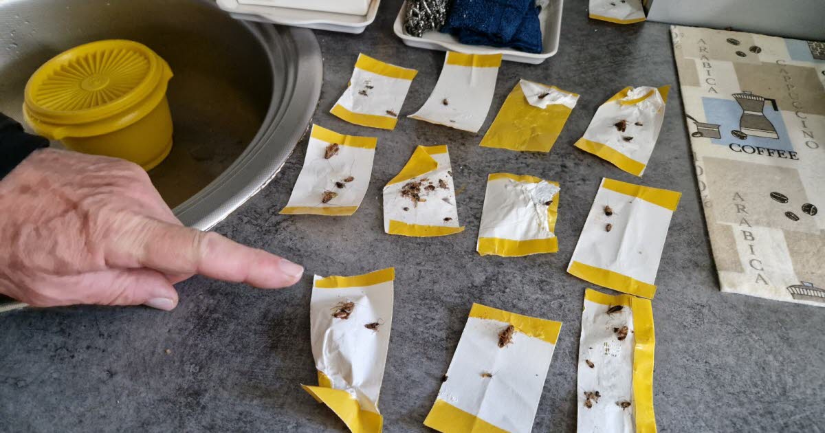 une invasion de cafards rend la vie impossible à des locataires