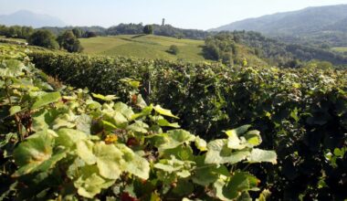 Saint-Ismier. Le salon des vins de l’Isère les samedi 15 et dimanche 16 novembre