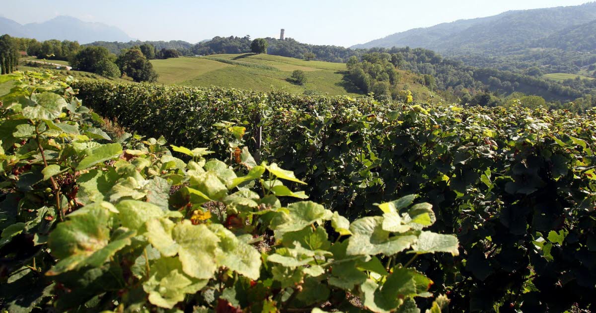 Saint-Ismier. Le salon des vins de l’Isère les samedi 15 et dimanche 16 novembre