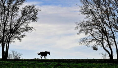 « L’amour est dans le pré » par Philippe Trias