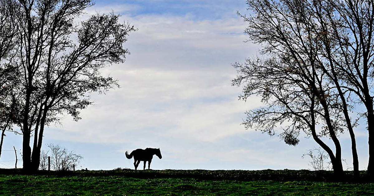 « L’amour est dans le pré » par Philippe Trias