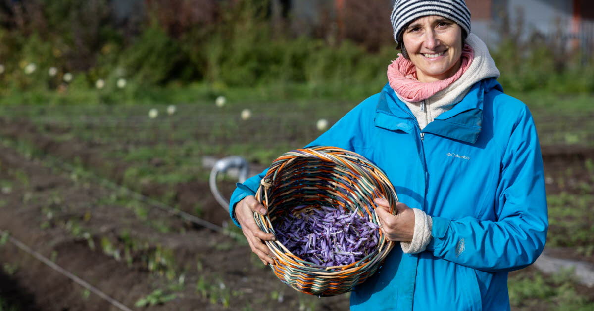Alsace. Sur le toit d'un immeuble strasbourgeois, Anaïs Meyer cultive un safran 100 % local et écoresponsable