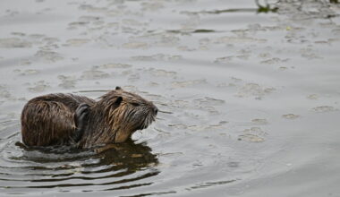 la Ville veut les stériliser, la Préfecture dit non