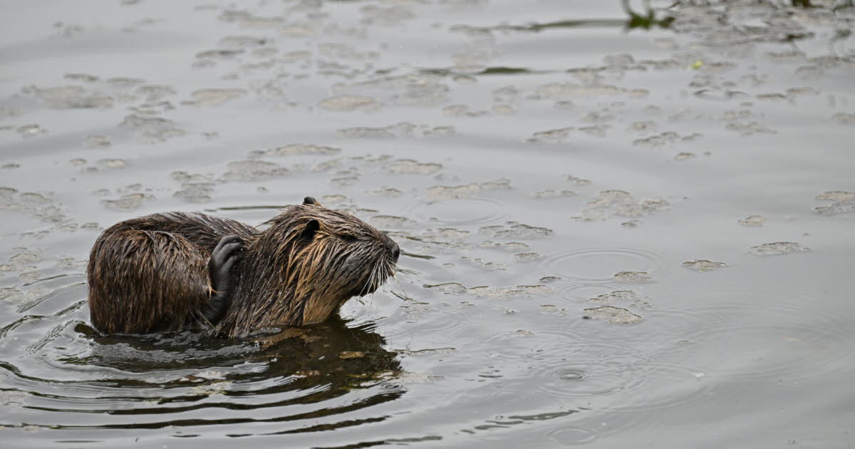 la Ville veut les stériliser, la Préfecture dit non