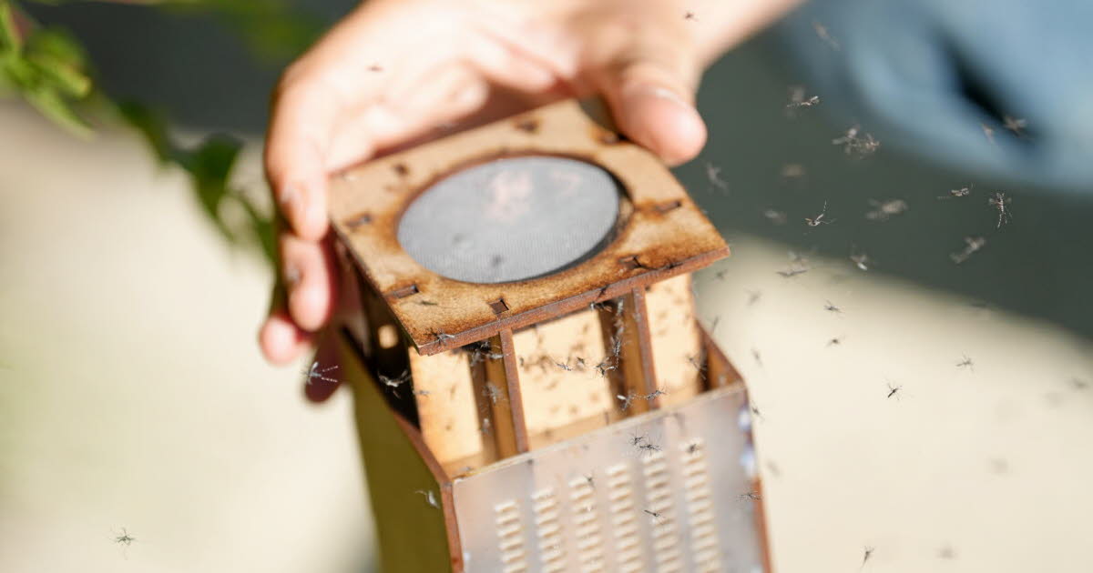 En quête de demain | Hérault. Lutte contre le moustique tigre : la stérilisation, nouvelle arme utilisée à Montpellier