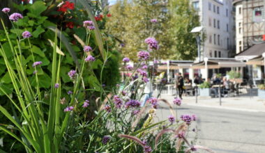 Saint-Étienne garde ses trois fleurs et veut aller plus loin